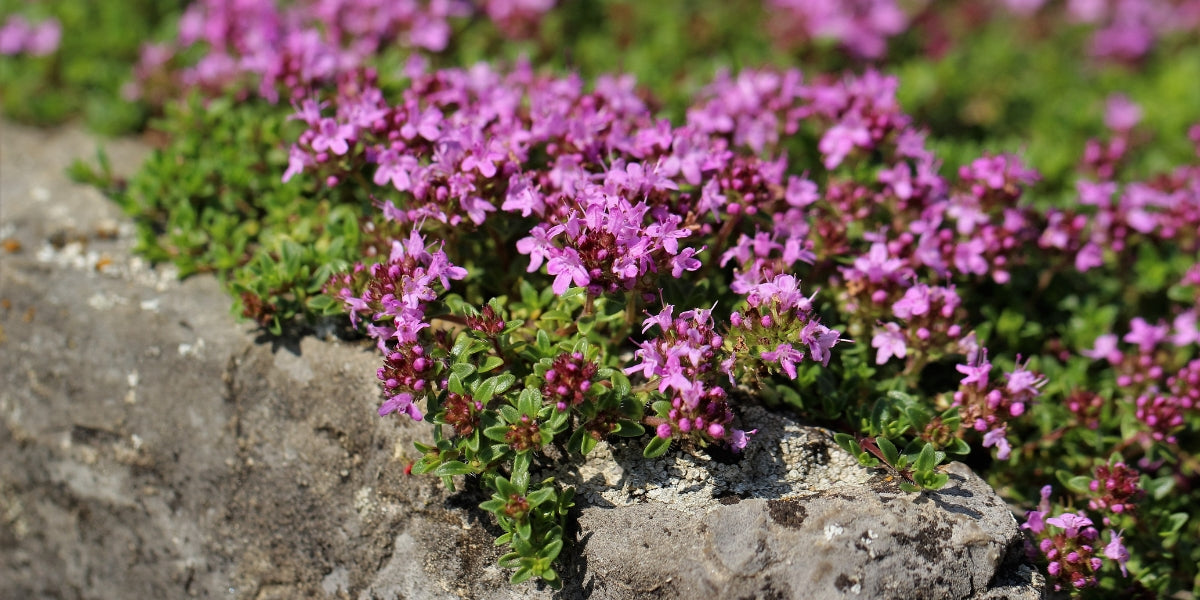Thymus (Thymian)