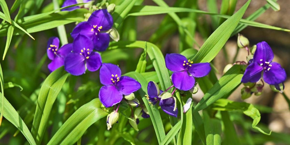 Tradescantia (Dreimasterblume)