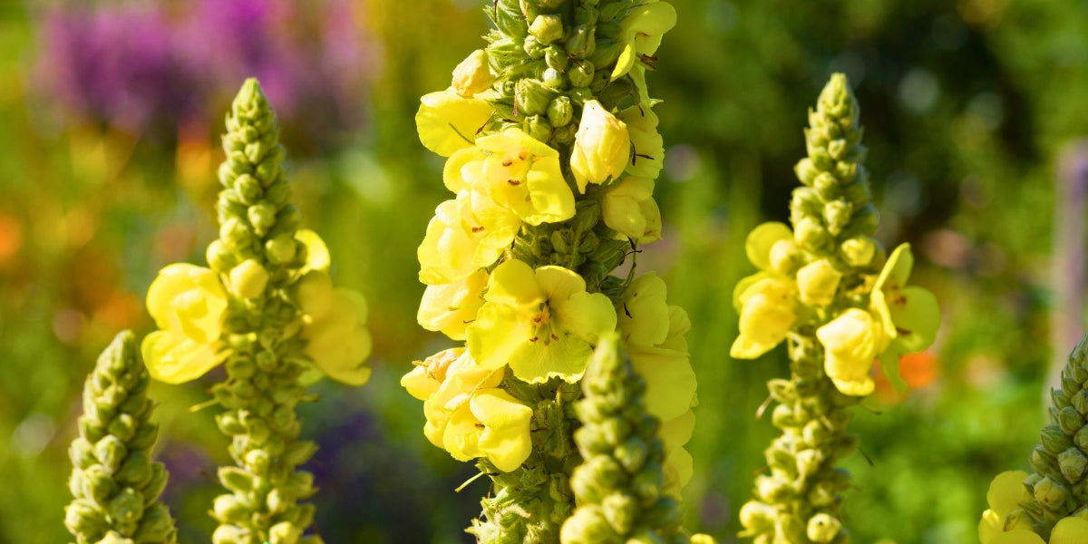 Verbascum (Königskerze)