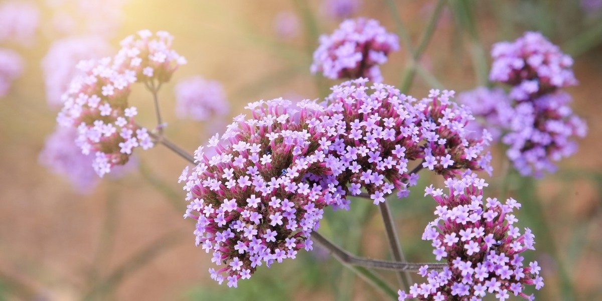 Verbena (Eisenkraut)