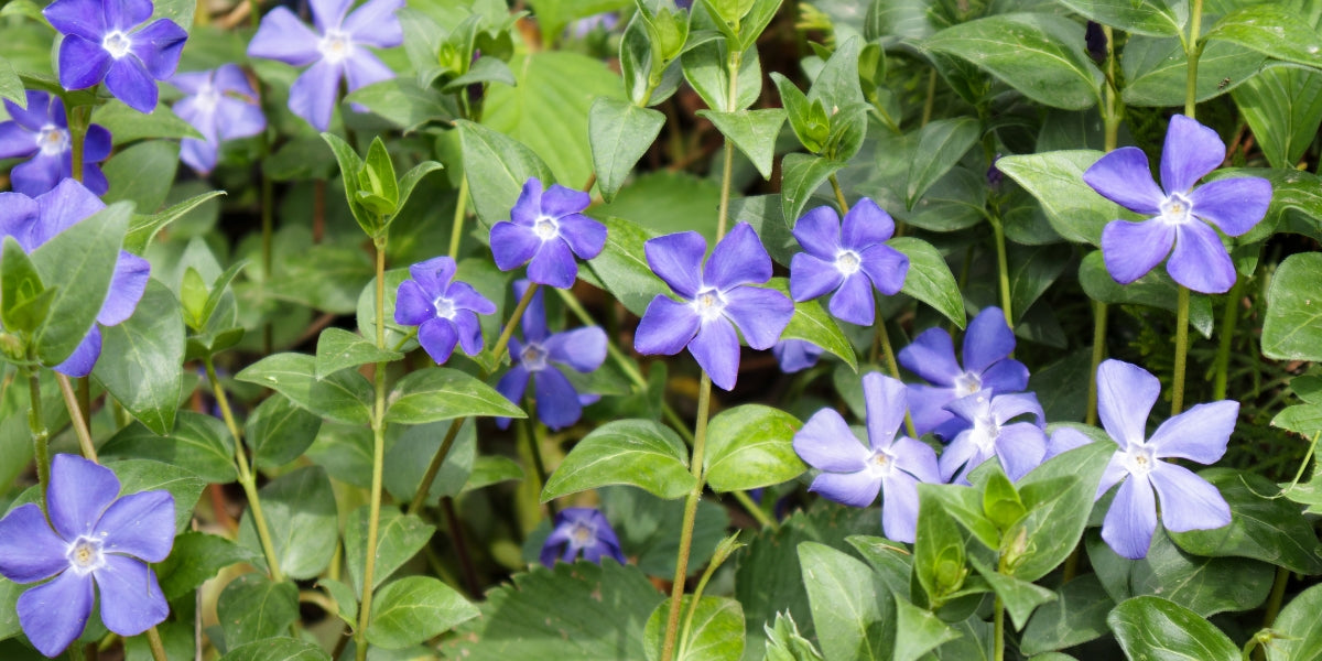 Vinca (Immergrün)