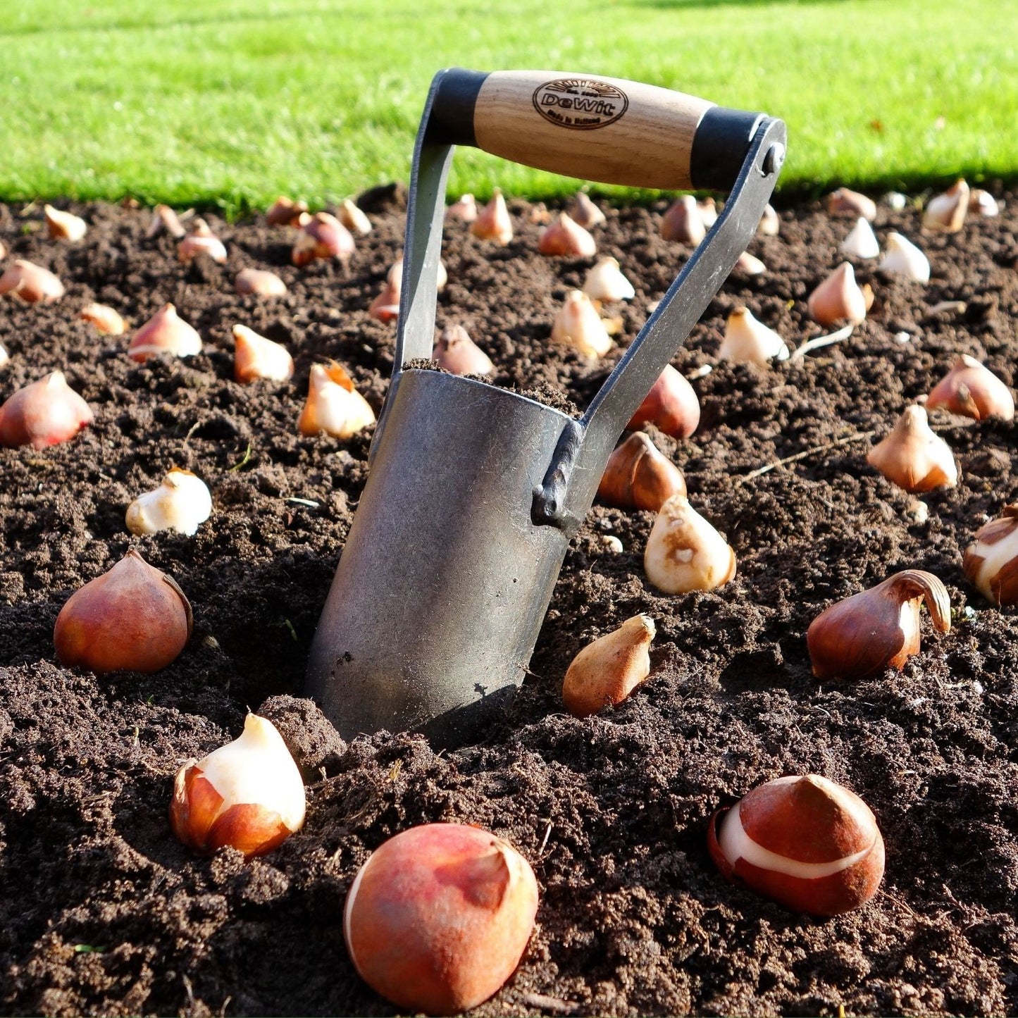 Blumenzwiebelpflanzer (Mit Holzgriff aus Esche)