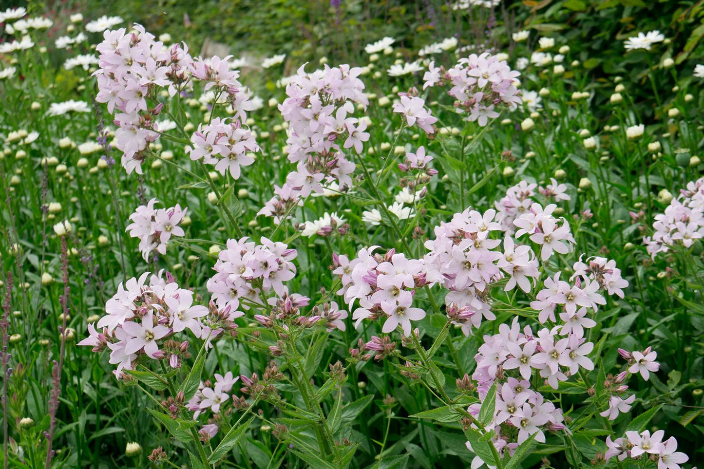 Campanula lactiflora 'Loddon Anne' Dolden-Glockenblume