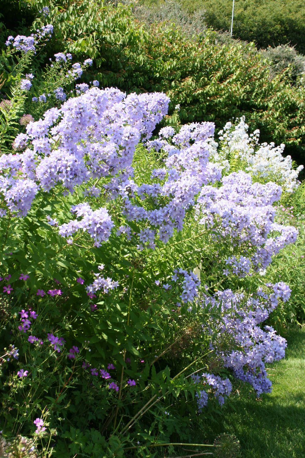 Campanula lactiflora 'Prichard' Dolden-Glockenblume