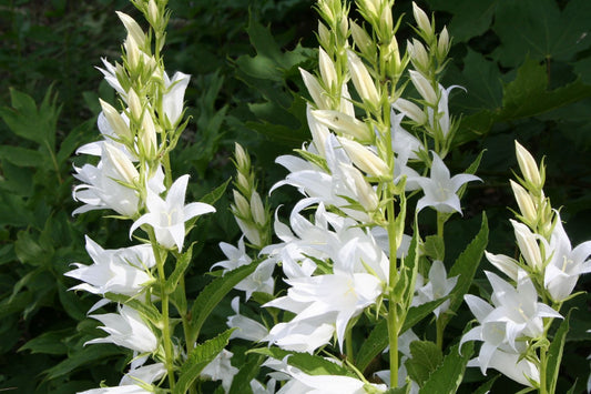 Campanula latifolia var.macrantha 'Alba' Wald-Glockenblume