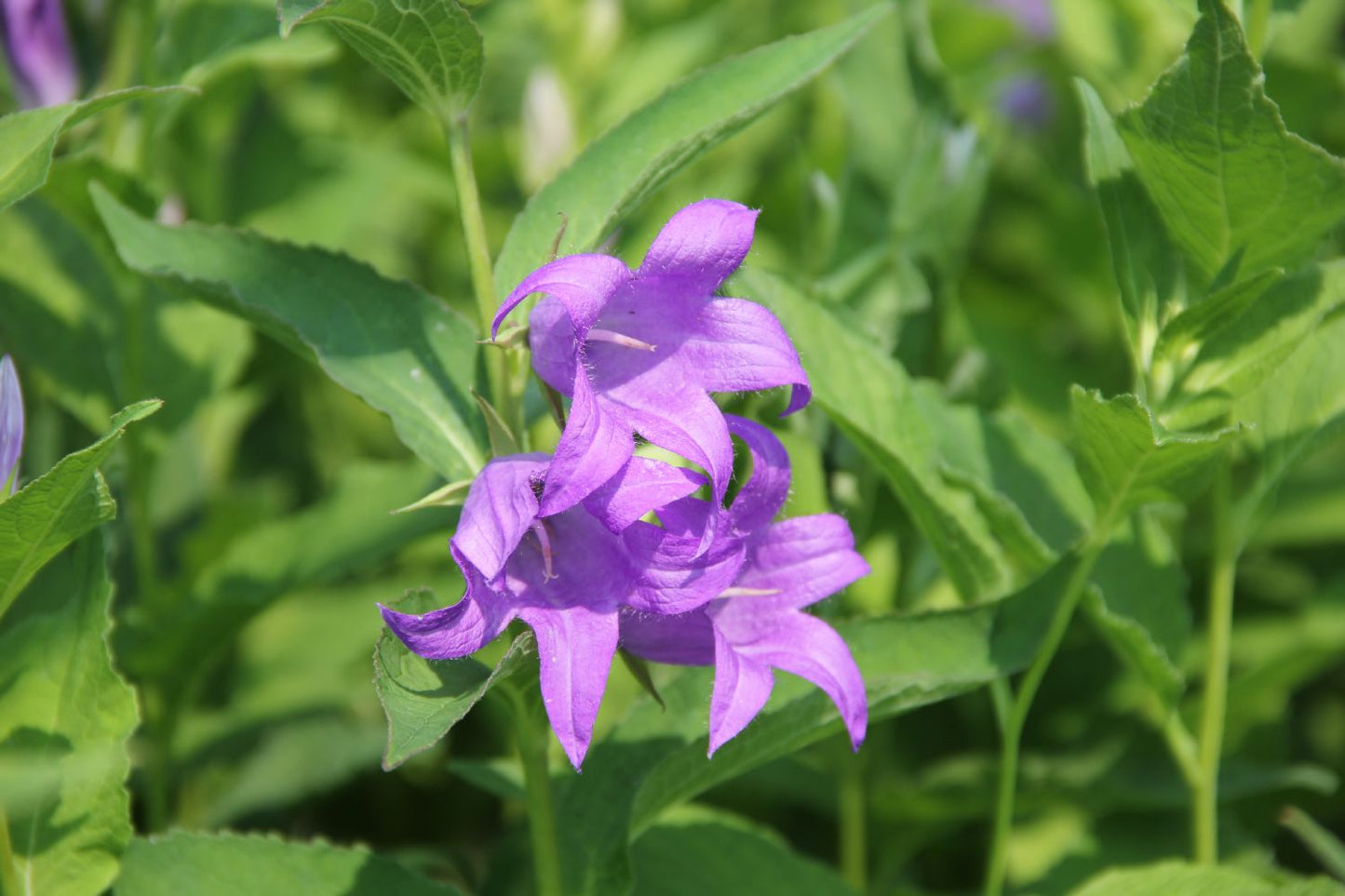 Campanula latifolia var. macrantha Breitblättrige Wald-Glockenblume