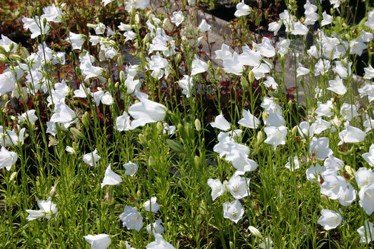 Campanula persicifolia 'Grandiflora Alba' Pfirsichblättrige Glockenblume