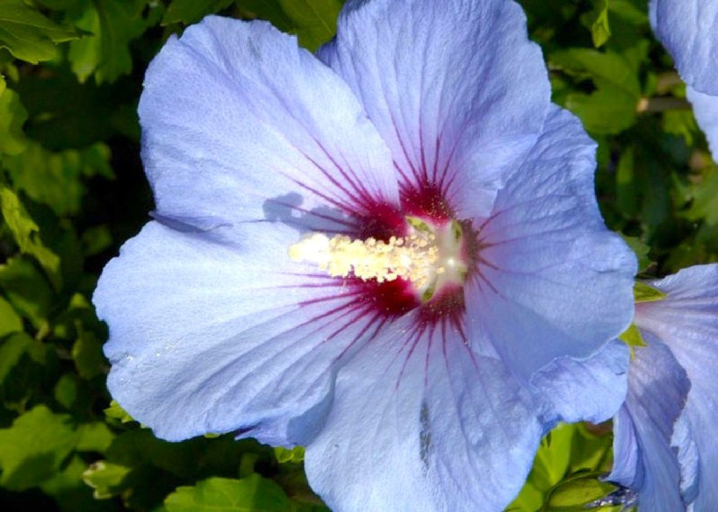 Hibiscus syriacus 'Marina' Roseneibisch