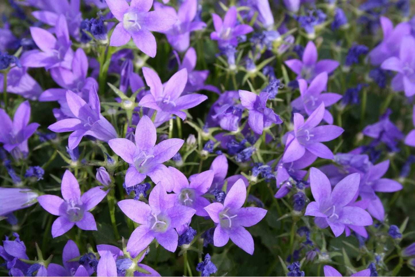 Campanula portenschlagiana 'Birch' Polster-Glockenblume