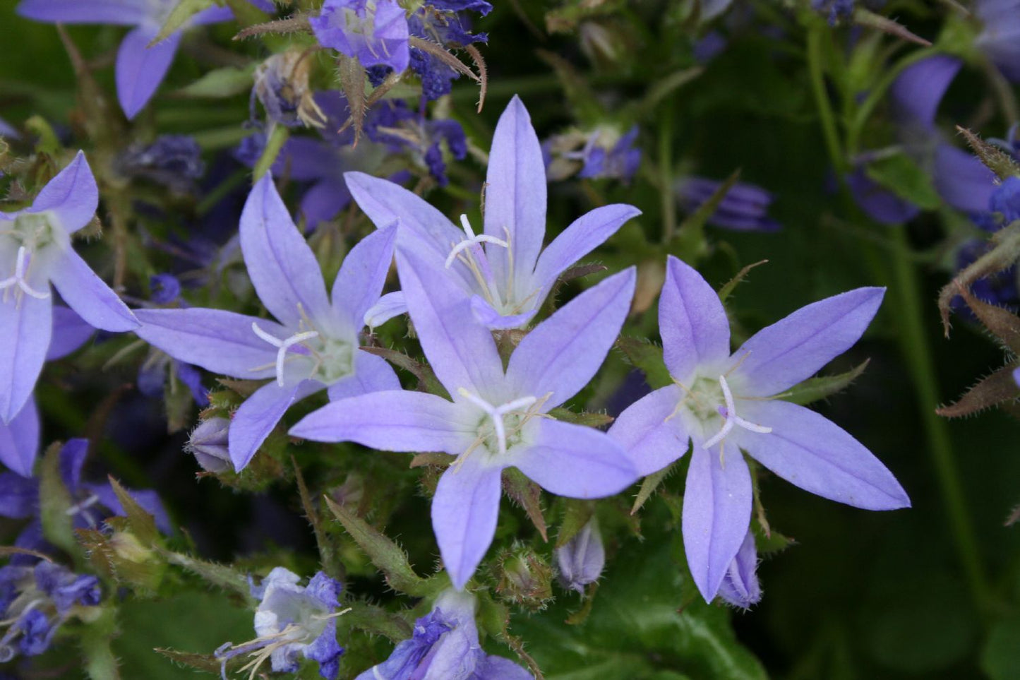 Campanula poscharskyana 'Blauranke' Hängepolster-Glockenblume Campanula poscharskyana 'Blauranke' Hängepolster-Glockenblume