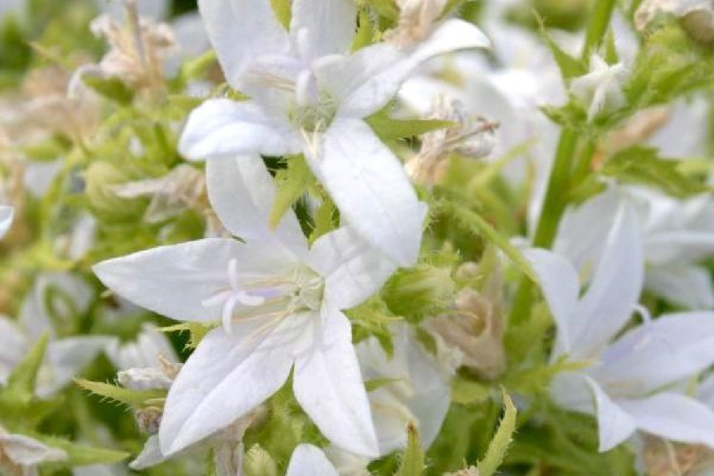 Campanula poscharskyana 'E.H. Frost' Hängepolster-Glockenblume