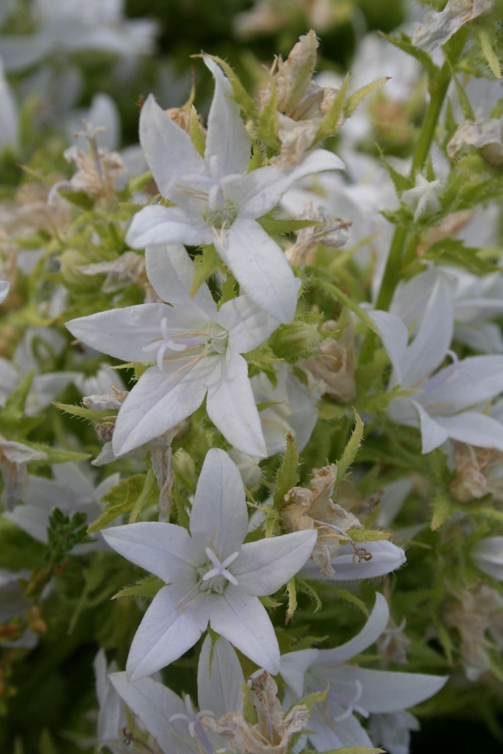Campanula poscharskyana 'E.H. Frost' (Hängepolster-Glockenblume)