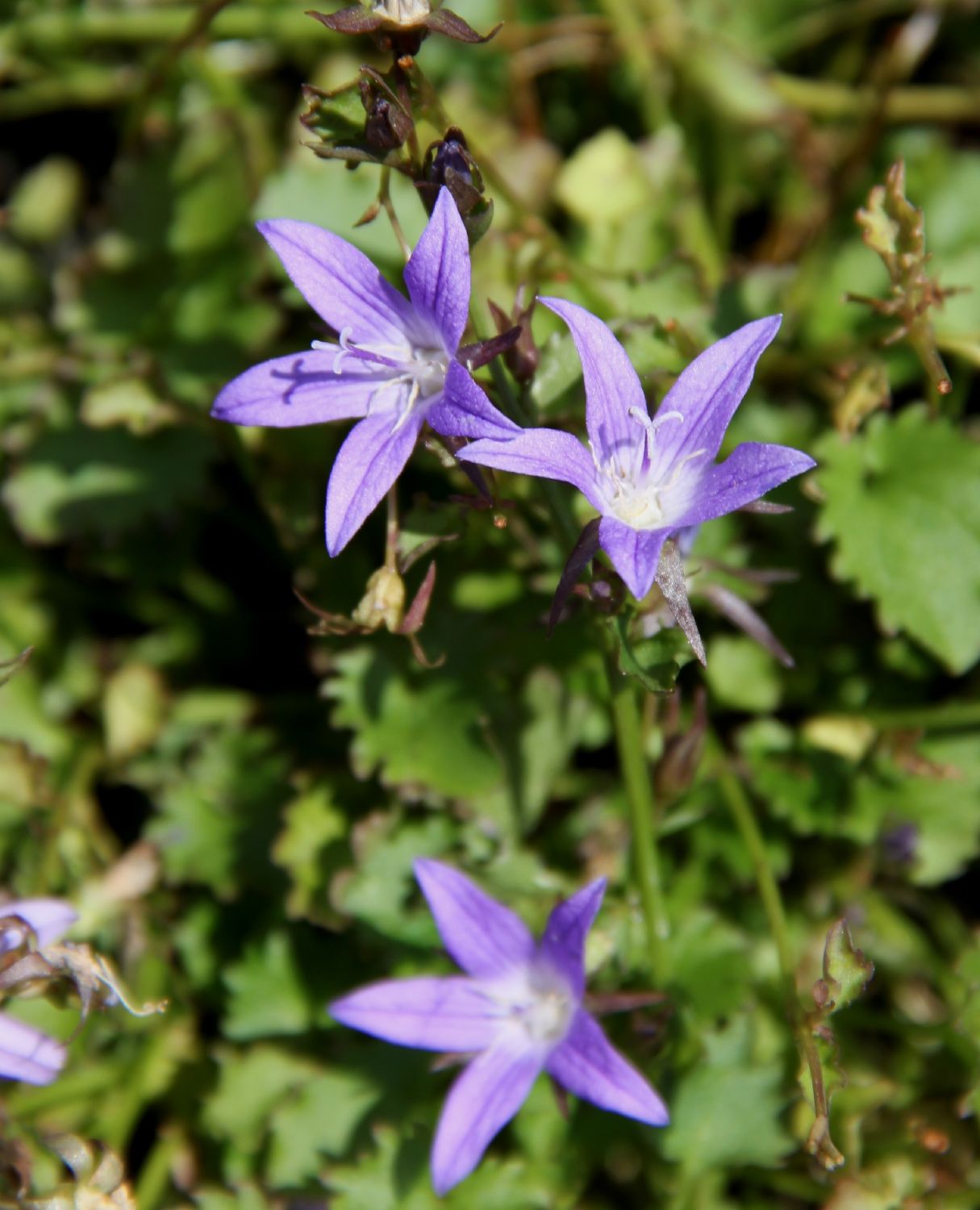 Campanula poscharskyana 'Stella' Hängepolster-Glockenblume Campanula poscharskyana 'Stella' Hängepolster-Glockenblume