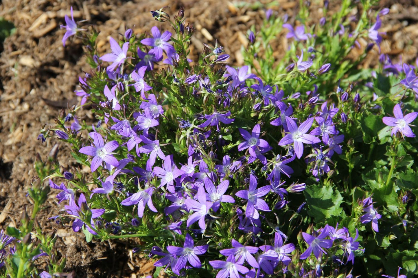 Campanula poscharskyana 'Stella' Hängepolster-Glockenblume