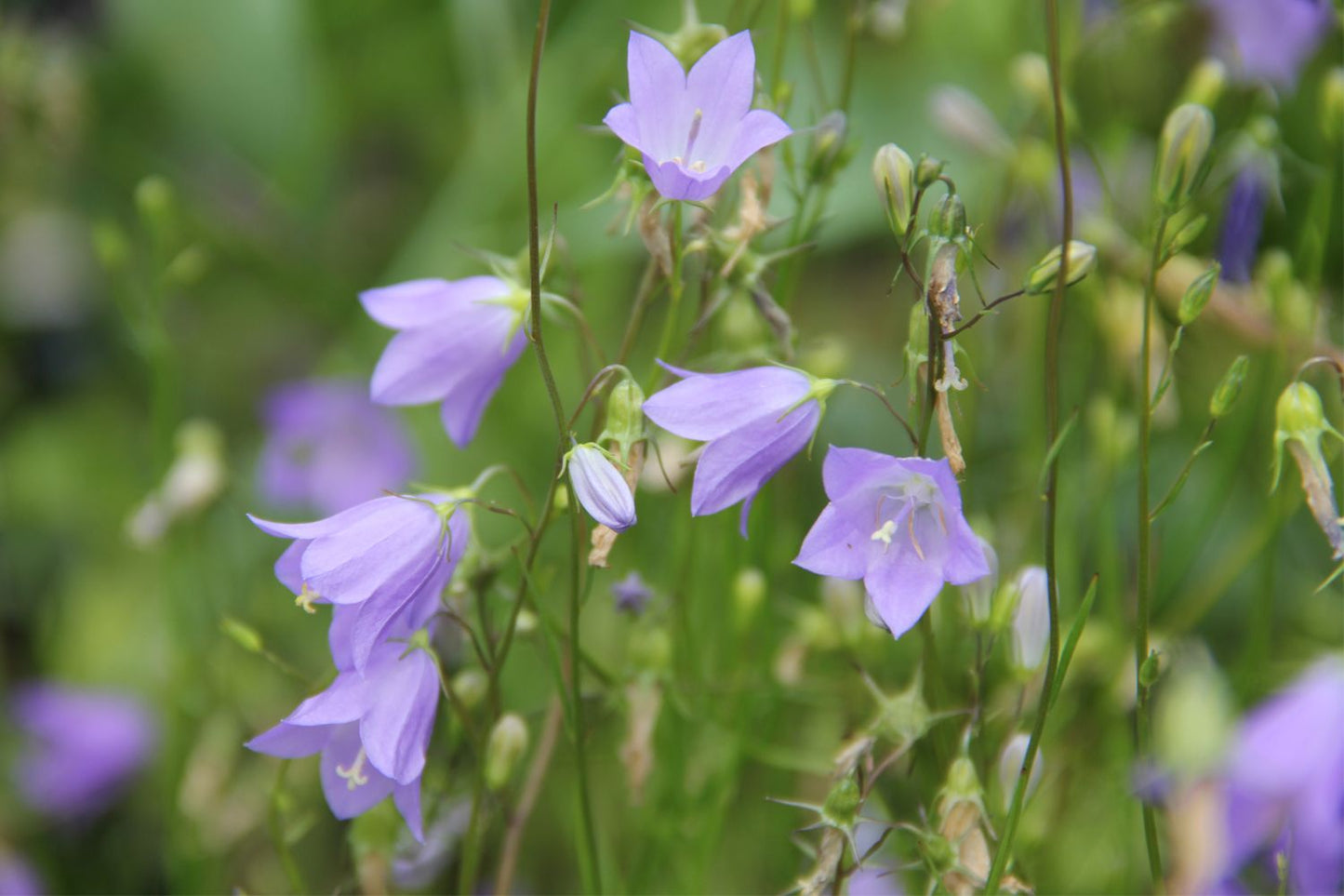 Campanula rotundifolia (Rundblättrige Glockenblume)