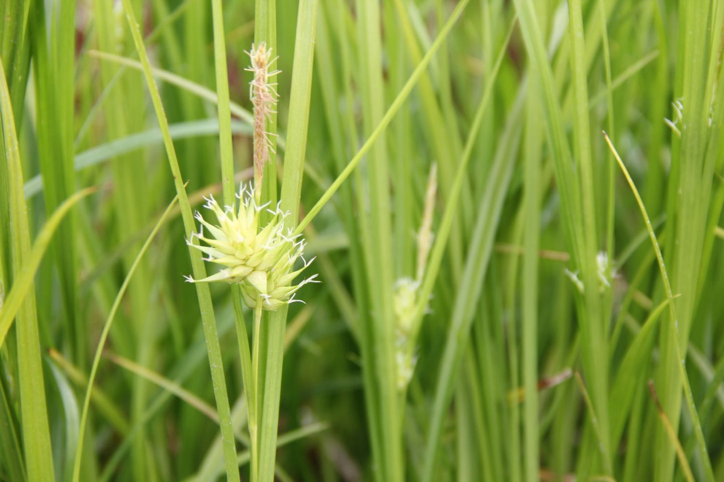 Carex grayi Morgenstern-Segge