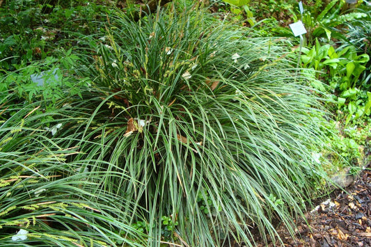Carex morrowii 'Variegata' Bunte Japan-Segge