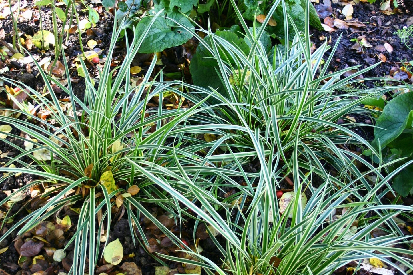 Carex morrowii 'Variegata' (Bunte Japan-Segge)