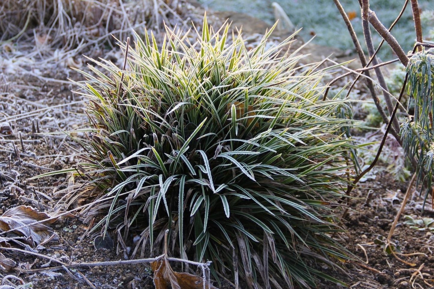 Carex morrowii 'Variegata' (Bunte Japan-Segge)