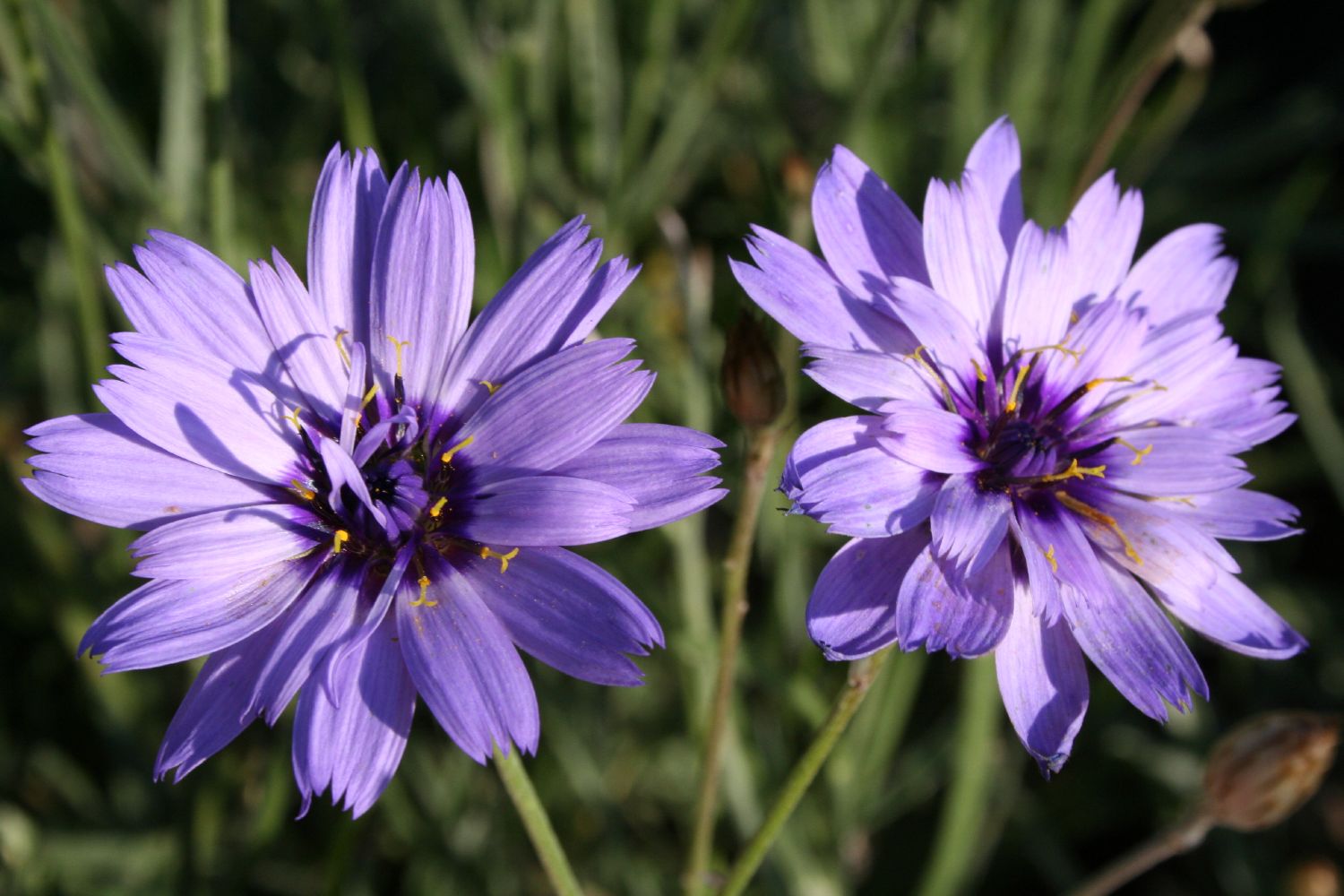 Catananche caerulea Blaublühende Rasselblume