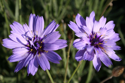 Catananche caerulea Blaublühende Rasselblume