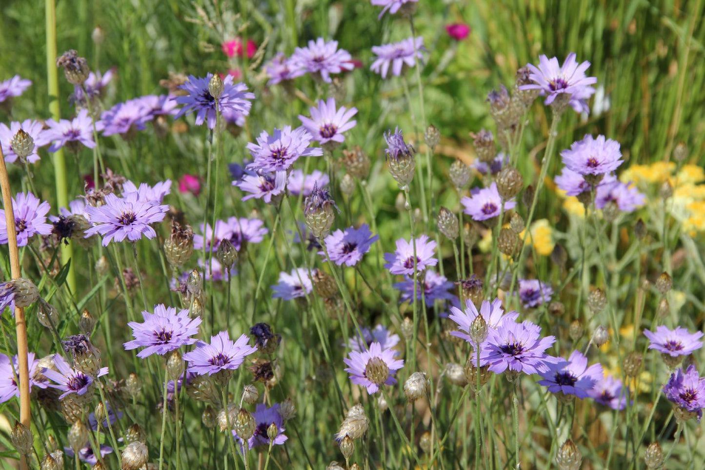 Catananche caerulea (Blaublühende Rasselblume)