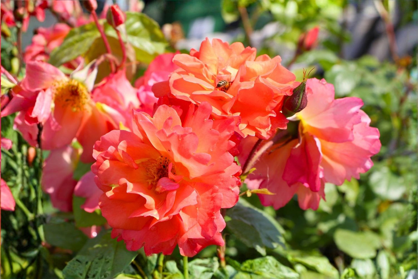 Rose 'Westerland' (Strauchrose)