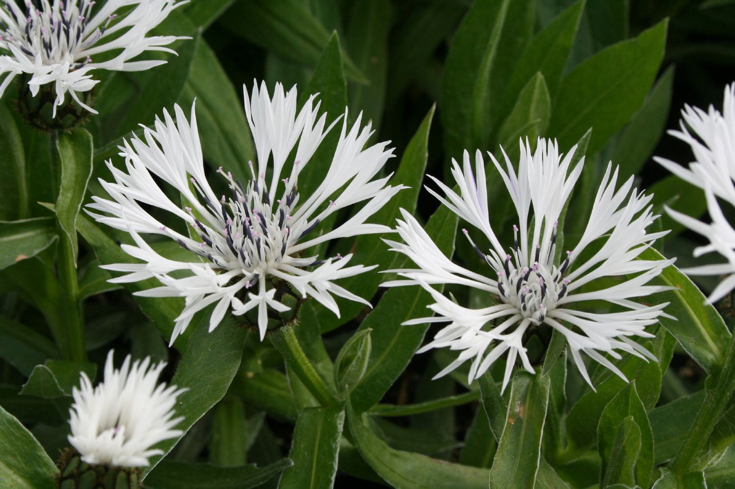 Centaurea montana 'Alba' Weiße Berg-Flockenblume