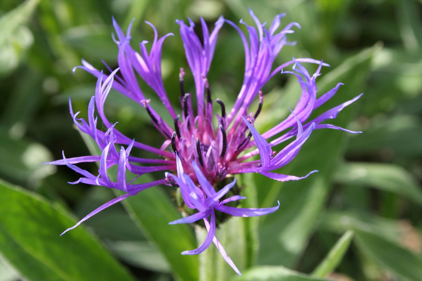 Centaurea montana 'Grandiflora' Berg-Flockenblume