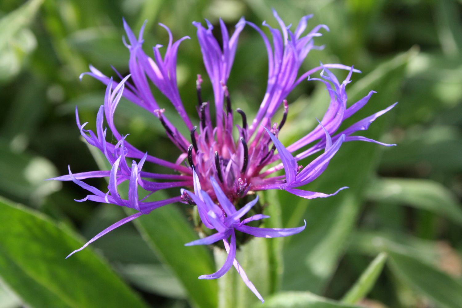 Centaurea montana 'Grandiflora' Berg-Flockenblume
