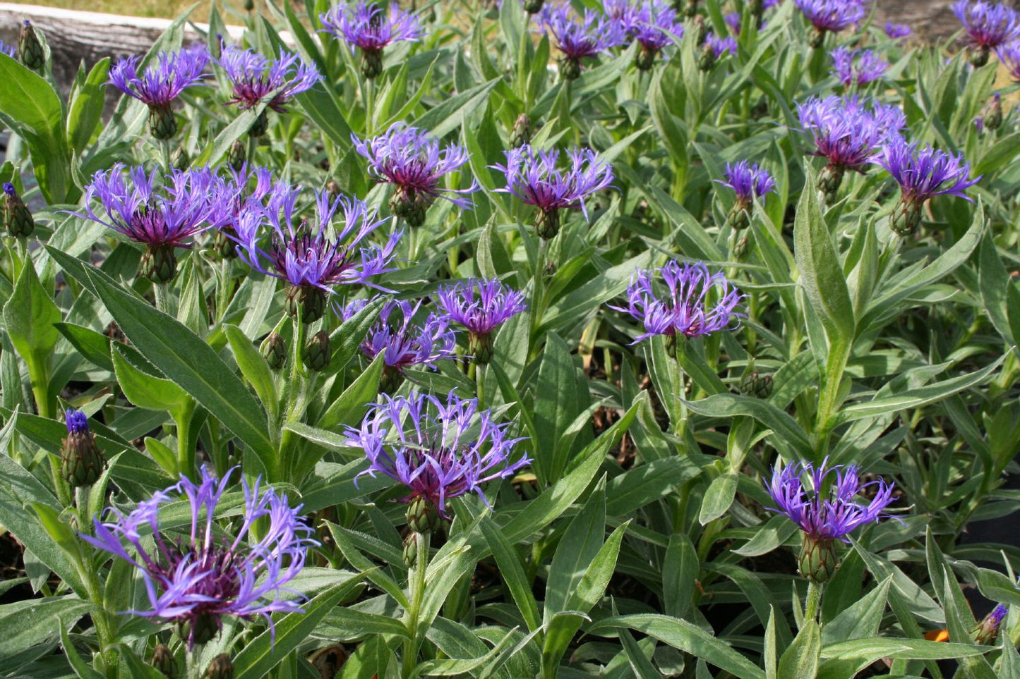 Centaurea montana 'Grandiflora' (Berg-Flockenblume)