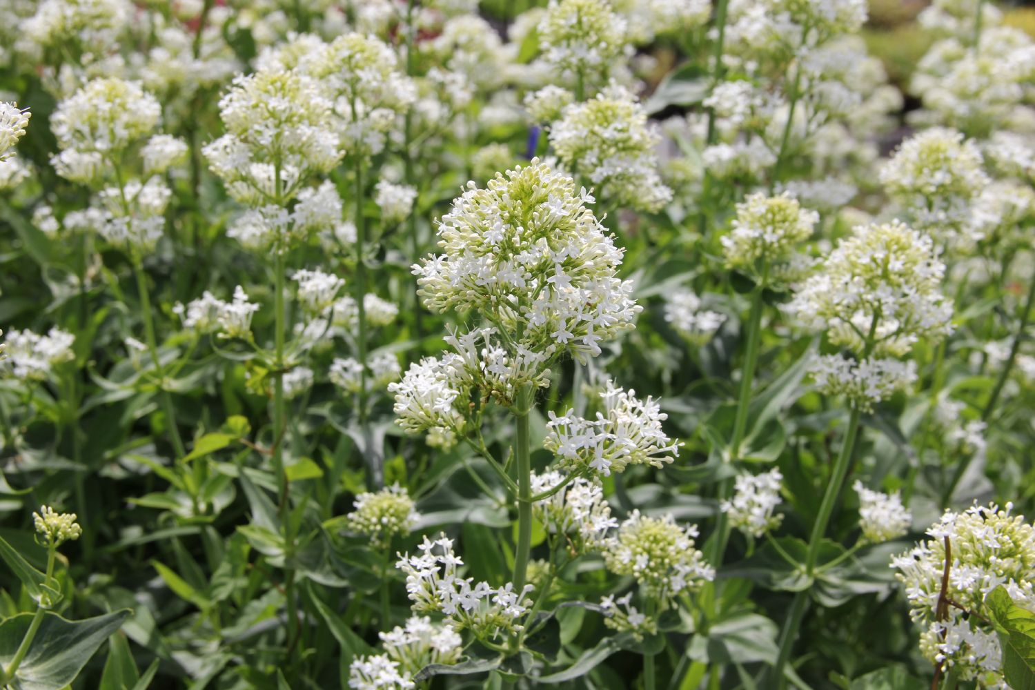Centranthus ruber 'Albus' Weißblühende Spornblume