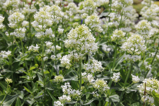 Centranthus ruber 'Albus' Weißblühende Spornblume