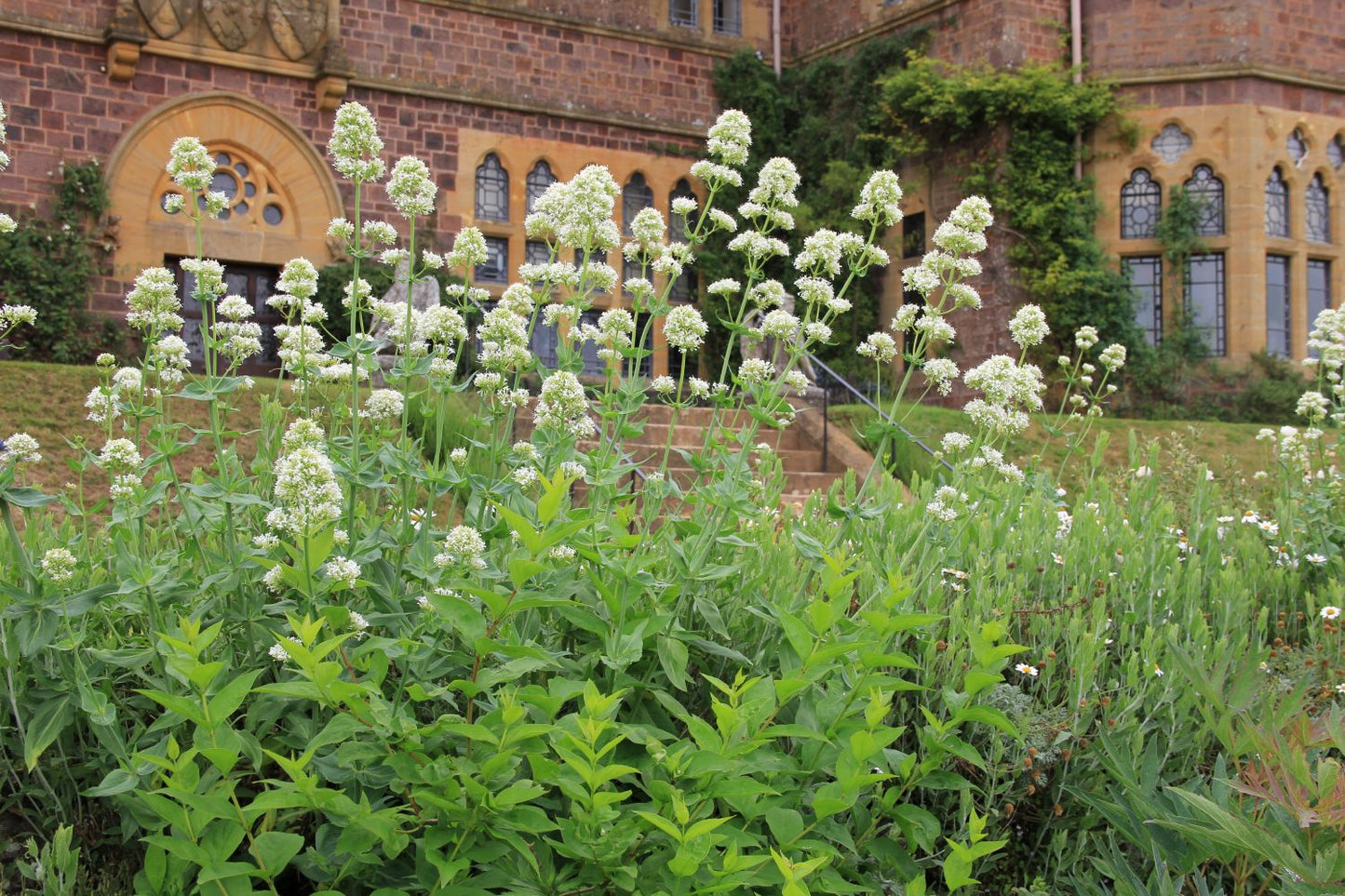 Centranthus ruber 'Albus' (Weißblühende Spornblume)