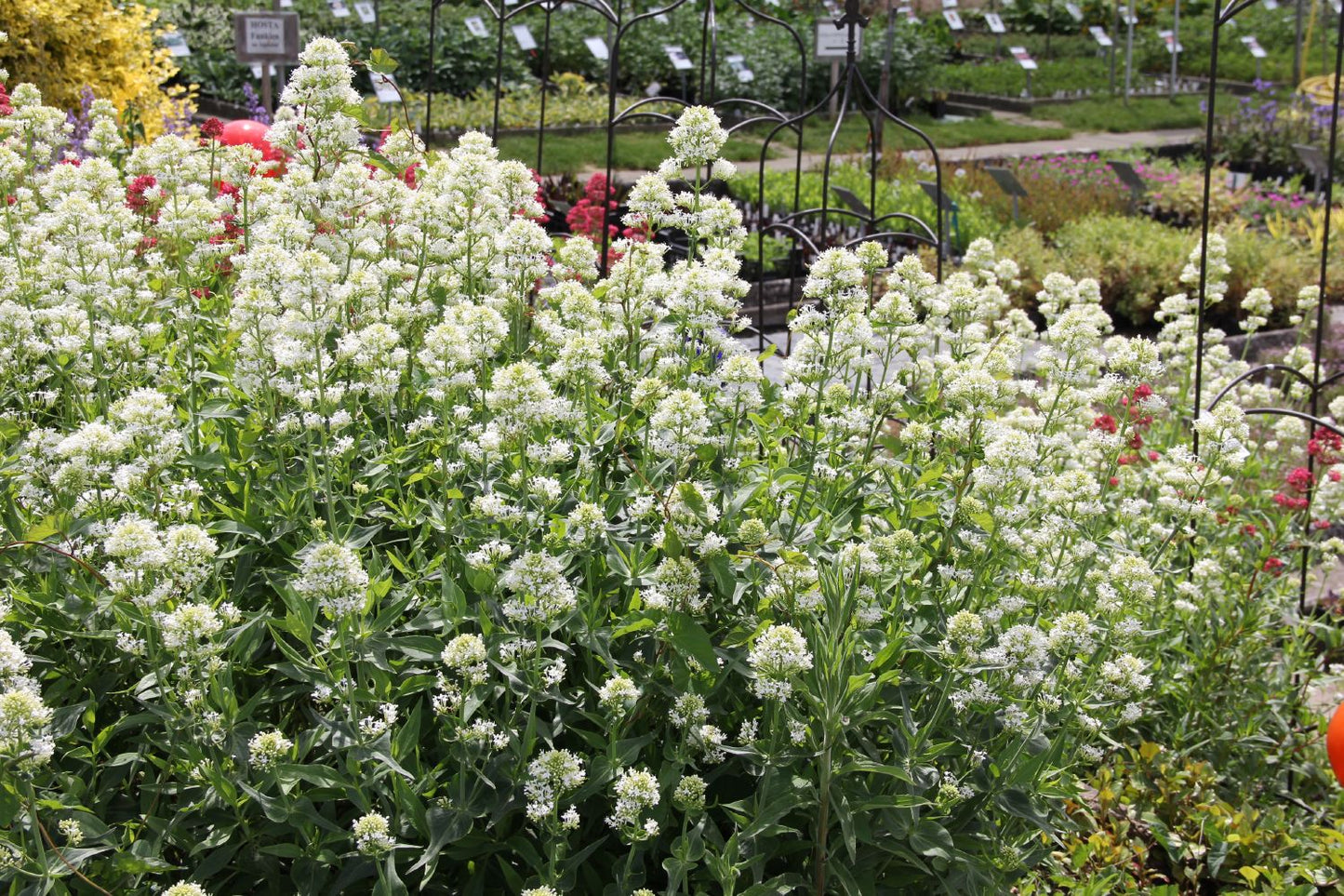 Centranthus ruber 'Albus' (Weißblühende Spornblume)