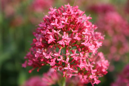 Centranthus ruber 'Coccineus' Rotblühende Spornblume