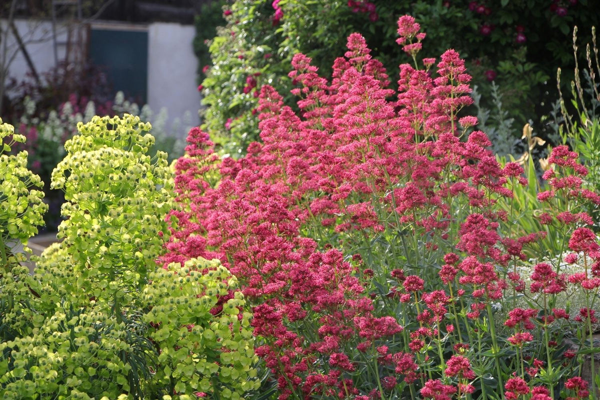 Centranthus ruber 'Coccineus' (Rotblühende Spornblume)