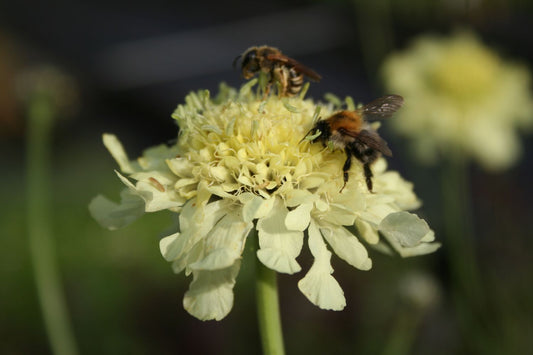 Cephalaria gigantea Riesenschuppenkopf