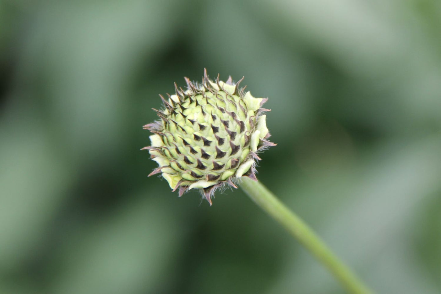 Cephalaria gigantea (Riesenschuppenkopf)