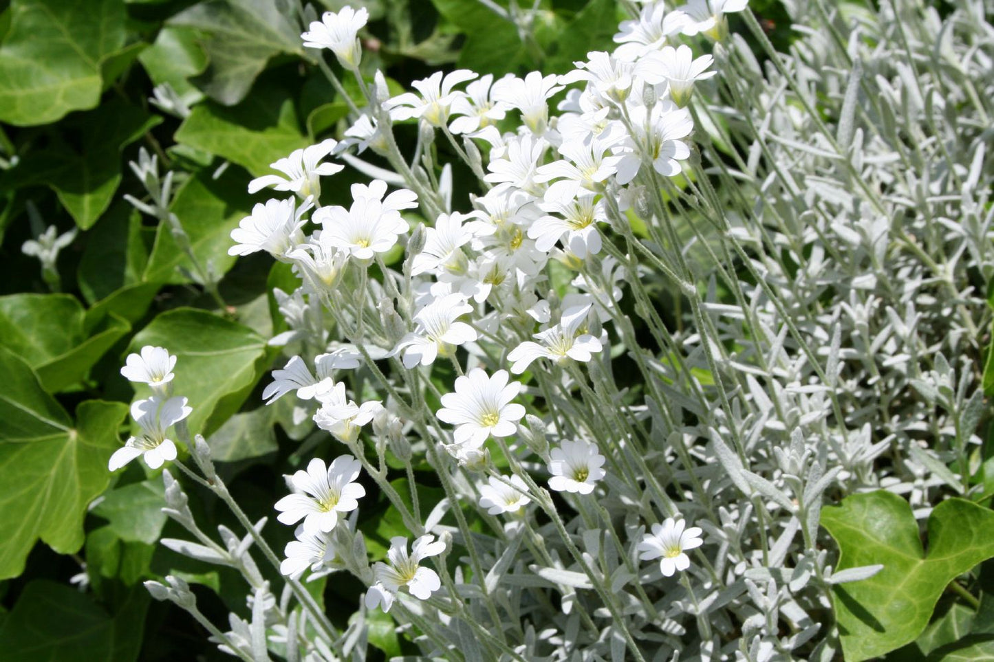 Cerastium tomentosum var. columnae Hornkraut