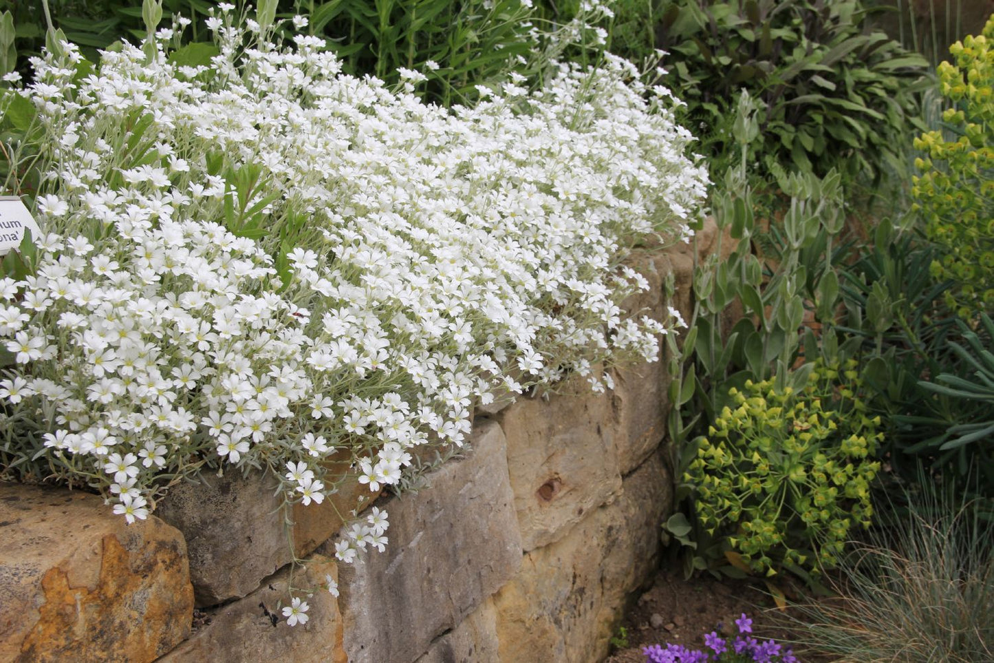 Cerastium tomentosum var. columnae (Hornkraut)