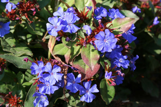 Ceratostigma plumbaginoides Bleiwurz