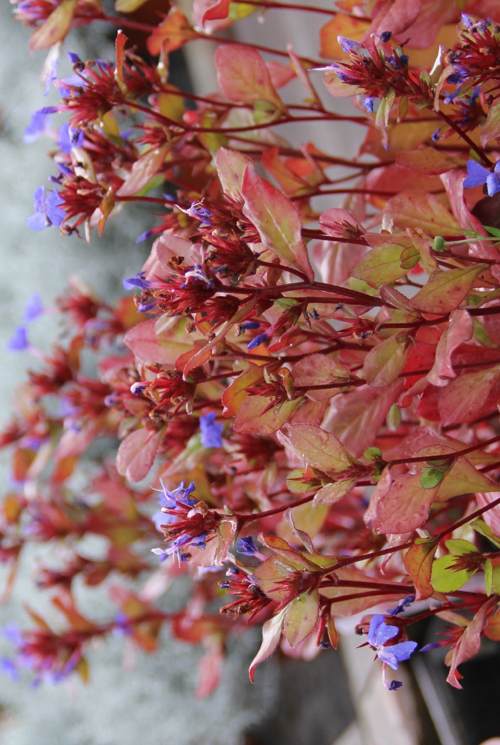 Ceratostigma plumbaginoides (Bleiwurz)