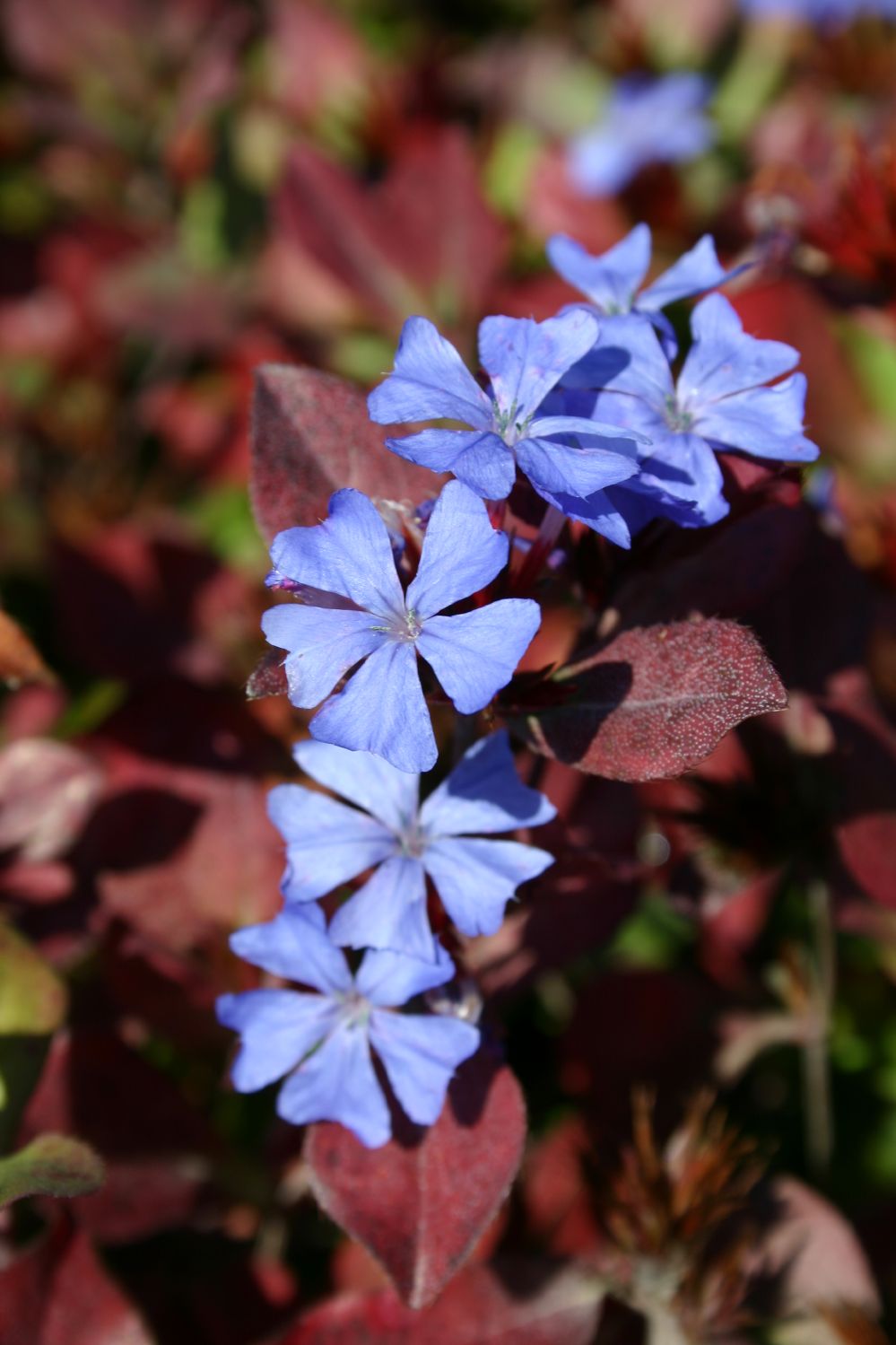 Ceratostigma plumbaginoides (Bleiwurz)