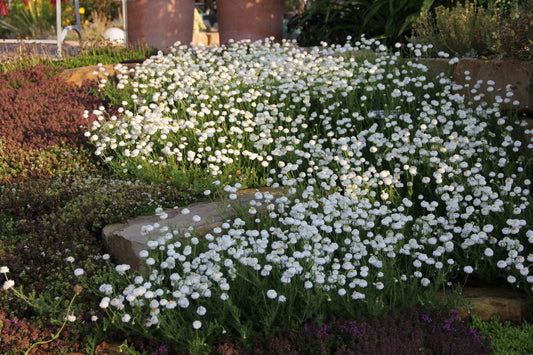 Chamaemelum nobile 'Plenum' Römische Kamille