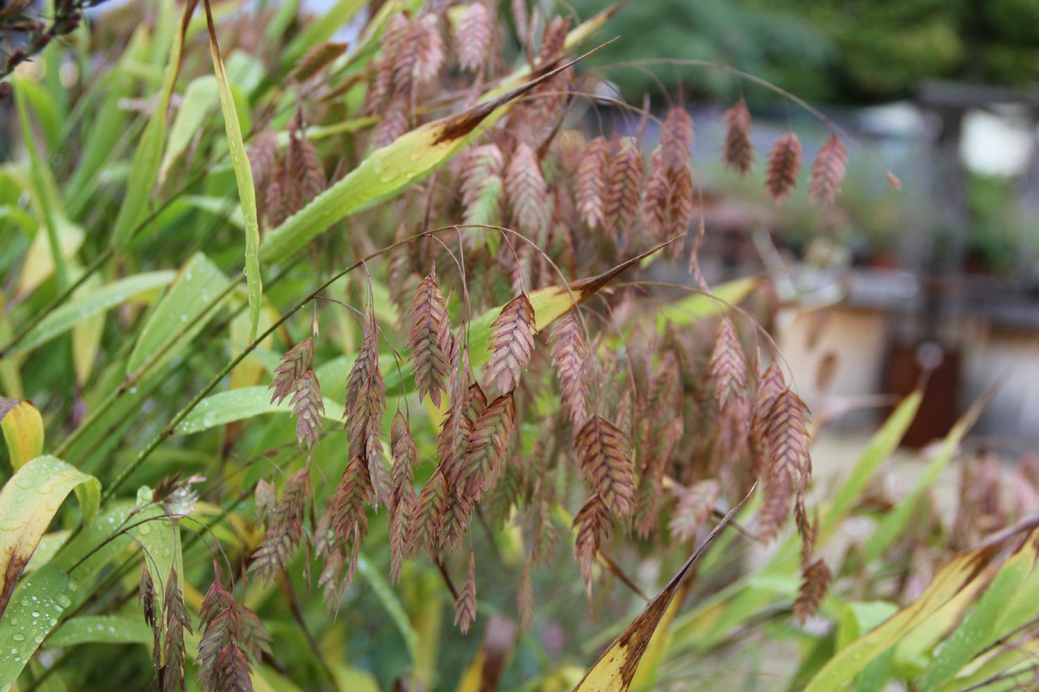 Chasmanthium latifolium Plattährengras