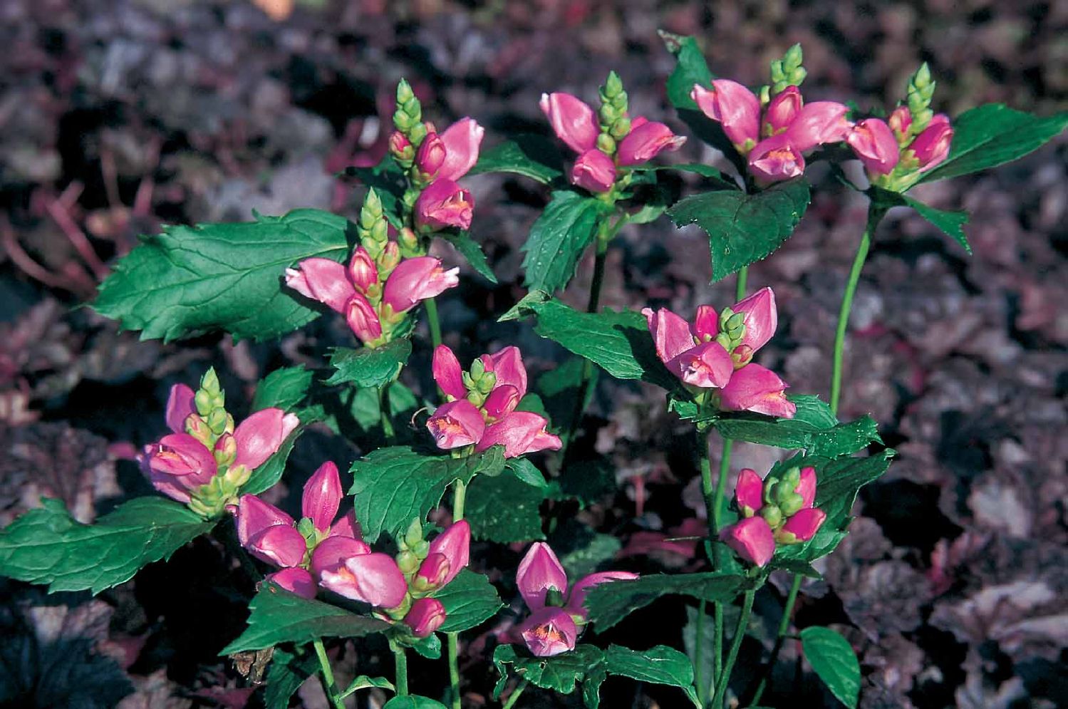 Chelone obliqua Schiefer Schlangenkopf