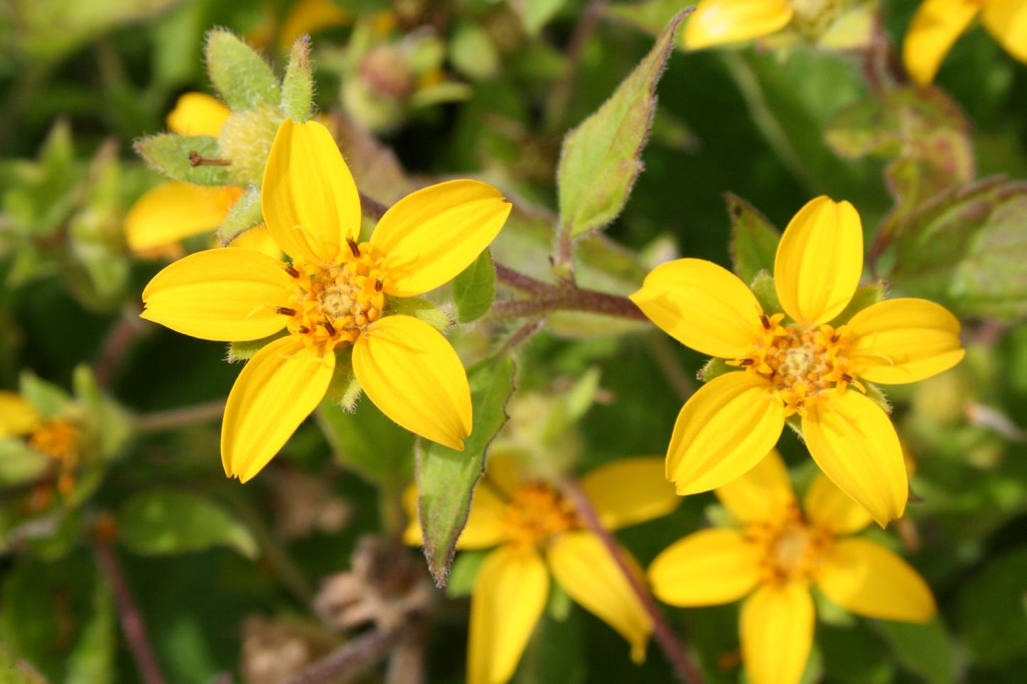 Chrysogonum virginianum Goldkörbchen