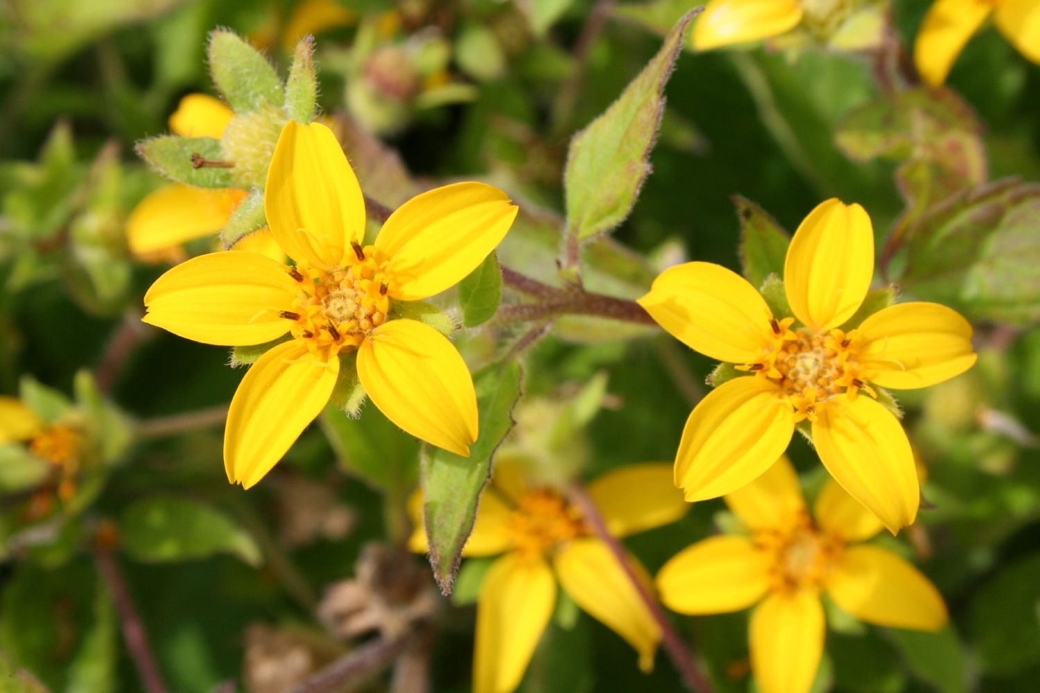 Chrysogonum virginianum Goldkörbchen