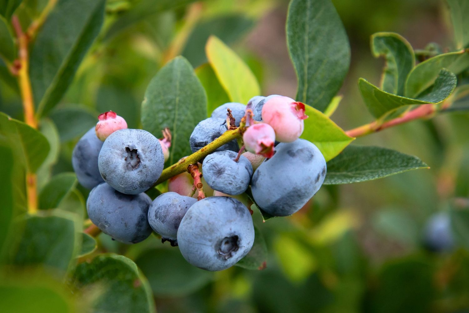 Vaccinium corymbosum 'Bluecrop' Heidelbeere